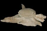 Mosasaur (Tylosaurus) Vertebra - Kansas #134348-2